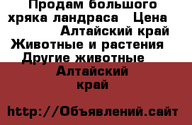   Продам большого хряка ландраса › Цена ­ 12 000 - Алтайский край Животные и растения » Другие животные   . Алтайский край